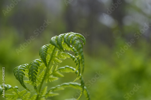 Young lightgreen fern in birch forest understory, Norway