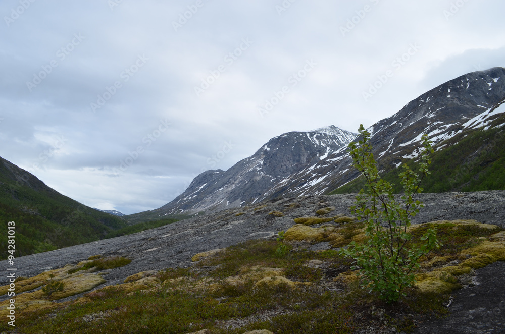 Dwarf birch tree in subarctic mountain valley in Norwegian northern Scandes Dwarf birch tree in subarctic mountain valley in Norwegian northern Scandes
