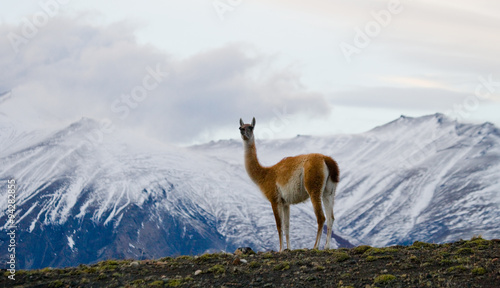 Guanaco in the stands on the crest of the mountain backdrop of snowy peaks. Torres del Paine. Chile. An excellent illustration.