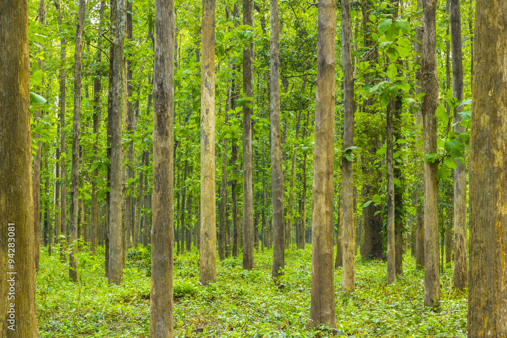 beautiful green forest - view inside of the forest