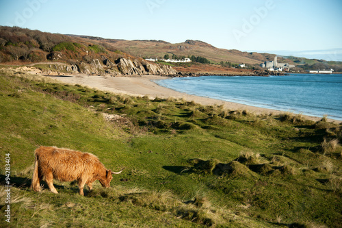 Fotografie Highland cattle in front of the outskirts of Port Ellen on Islay, Scotland