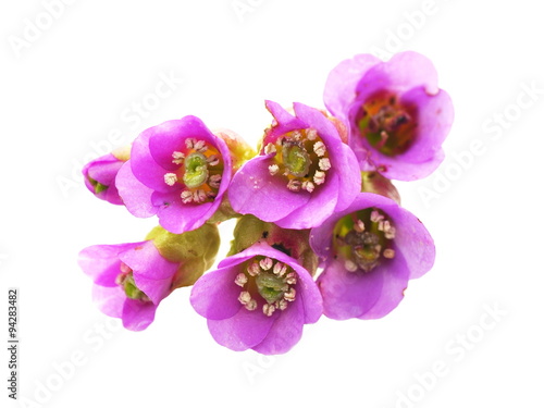 Photos Pink saxifrage bergenia flower