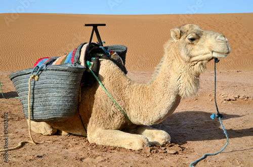 Dromedary in Sahara