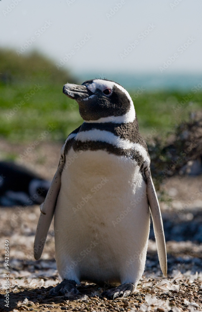 Naklejka premium Magellan penguin nesting. Funny pictures. Argentina. Peninsula Valdes. An excellent illustration.