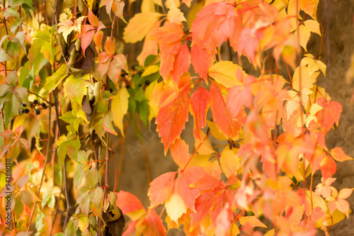 Weinlaub in herbstlichen Farben an Steinmauer