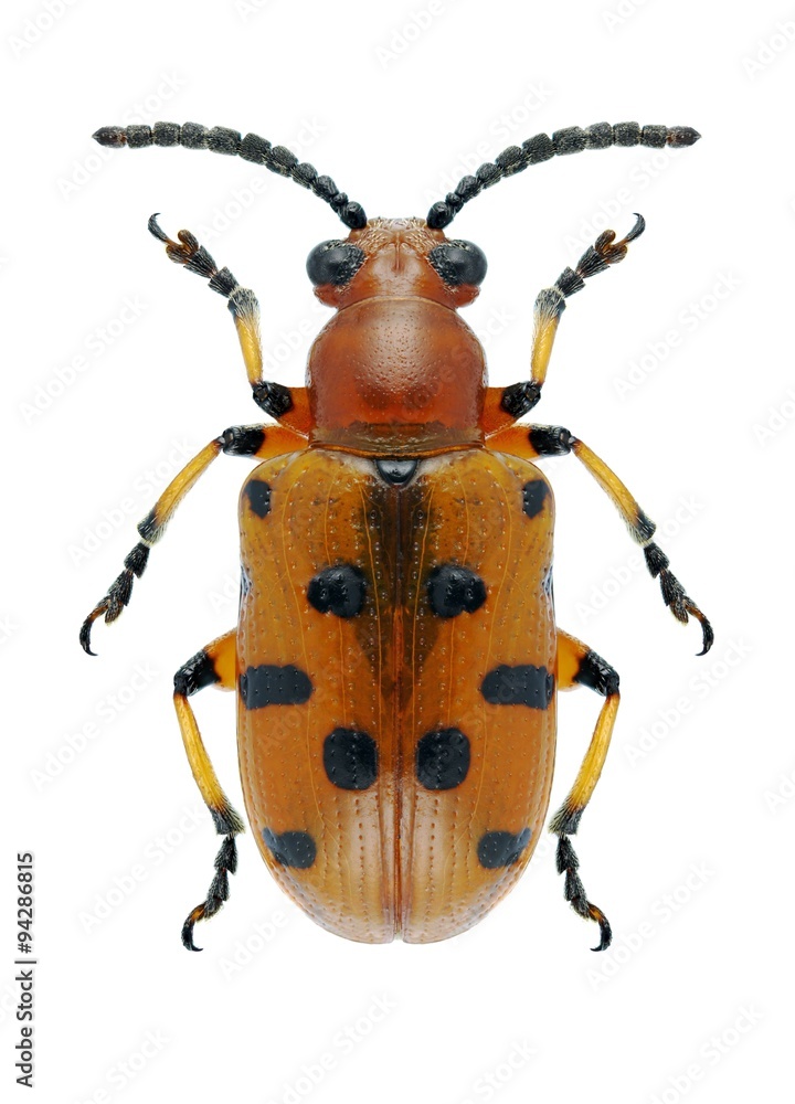 Beetle Crioceris duodecimpunctata Beetle Crioceris duodecimpunctata