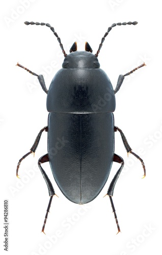 Beetle Crypticus quisquilius