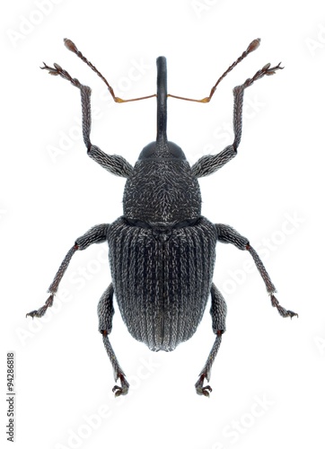 Beetle Archarius salicivorus