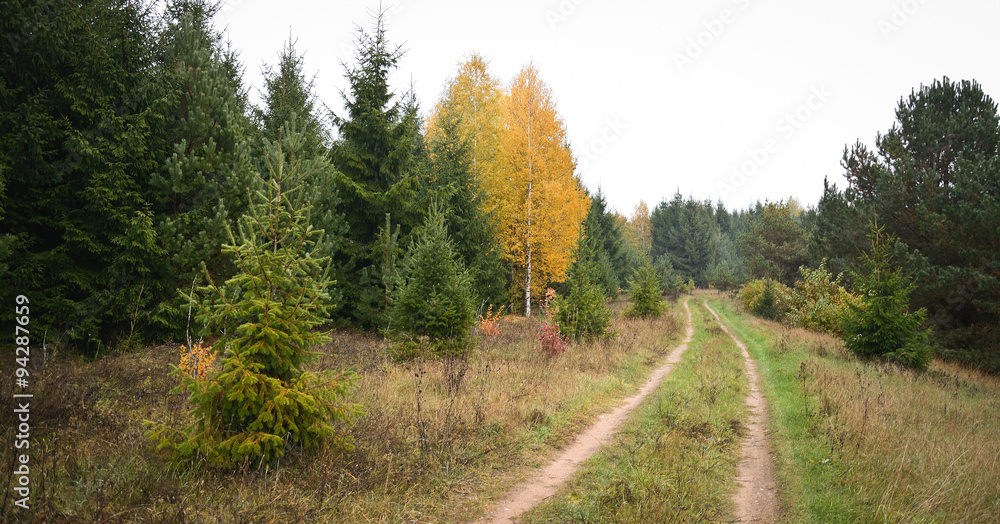 Obraz premium Forest and sun rays