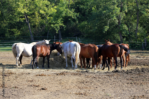  Group of thoroughbred broodmares sharing hay against green natural