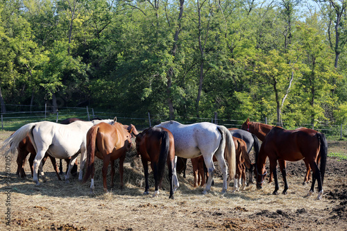  Group of thoroughbred broodmares sharing hay against green natural