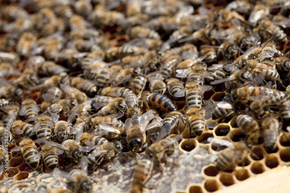 honey bees honey bees