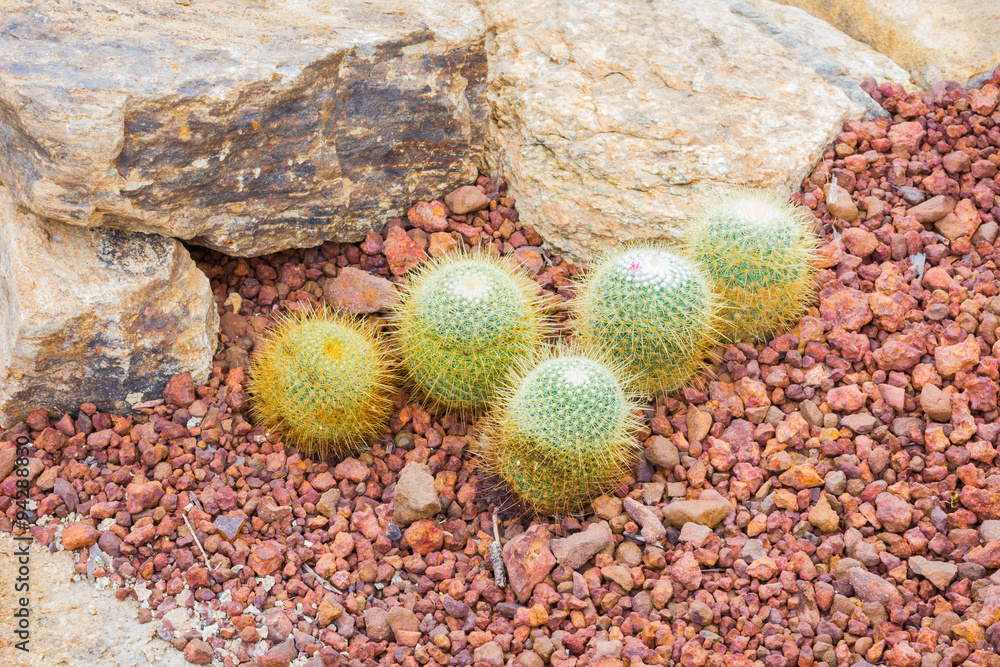 Fototapeta premium Cactus - Mammillaria sp. (Cactaceae)