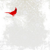 Cardinal bird on winter background