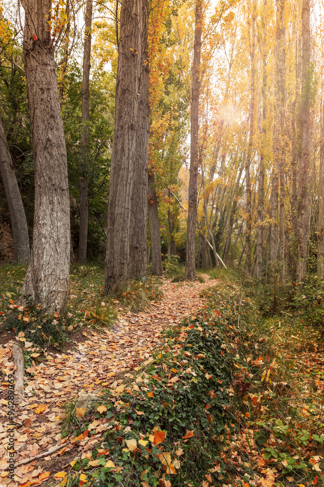 Obraz premium Autumn forest