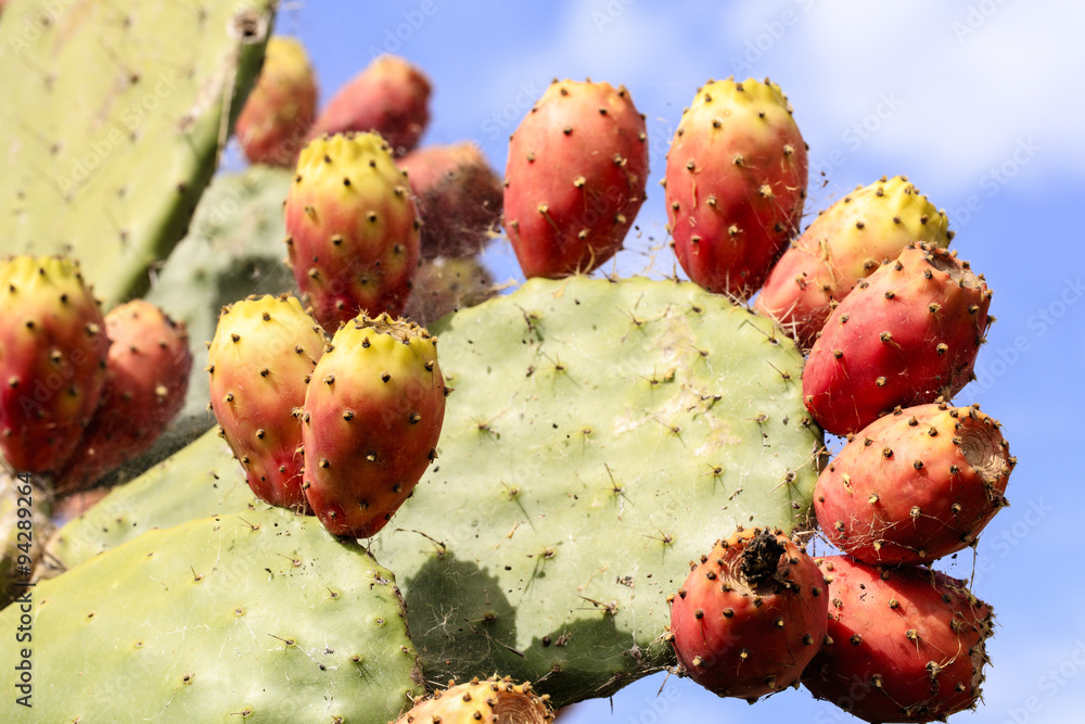 Schijfcactus, (Opuntia ficusindica) met rijpe cactusvijgen Schijfcactus, (Opuntia ficusindica) met rijpe cactusvijgen