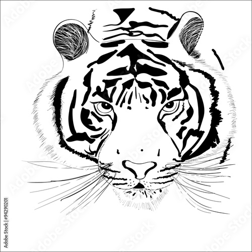 Fototapeta Naklejka Na Ścianę i Meble -  tiger