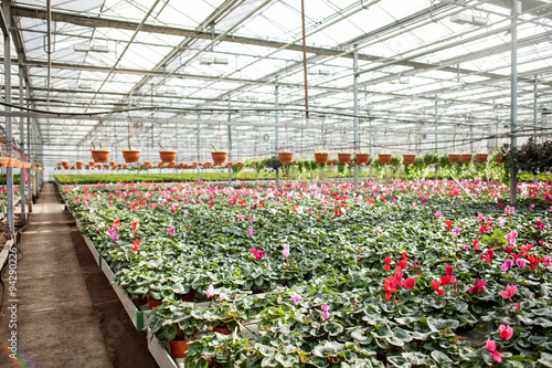 Process of growing up by flowers at greenhouse