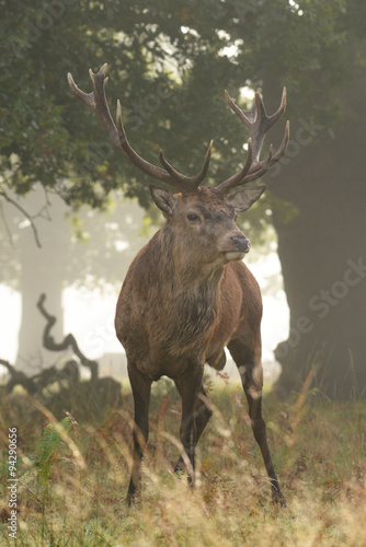 Red Deer - Rut time.