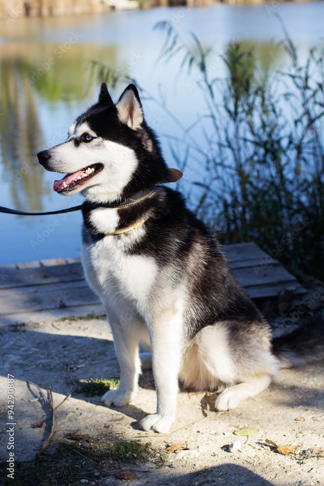 Siberian Husky dog on the lake in park
