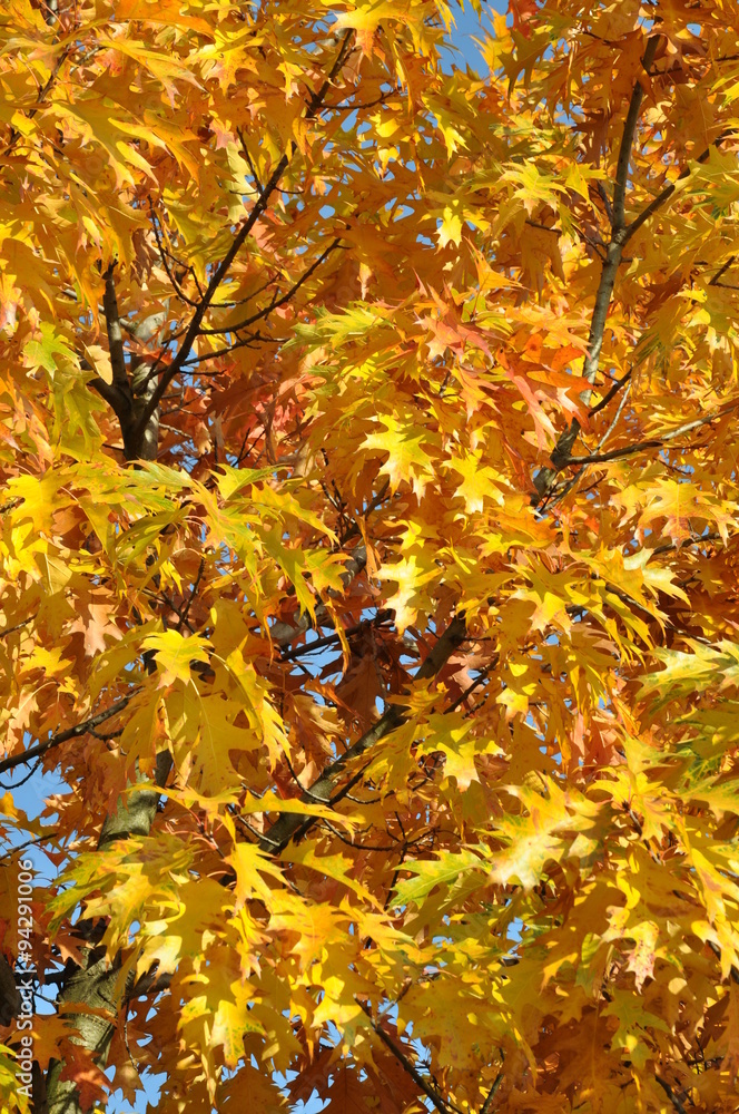 Yellow autumn tree oak leaves and branches