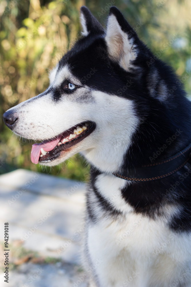 Siberian black and white husky dog with blue eyes