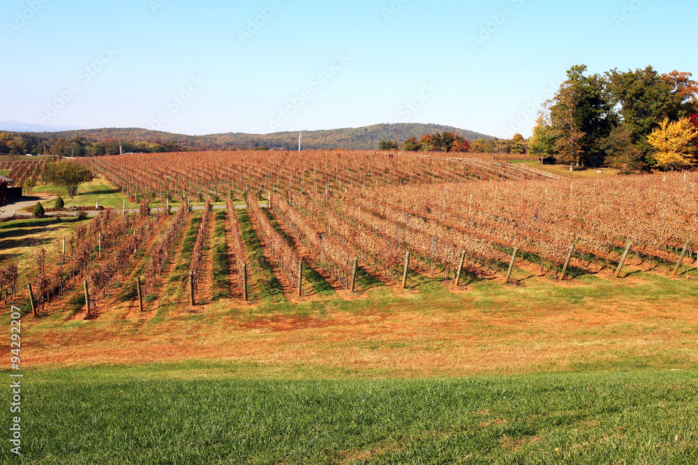 Vineyard fields in the fall, Barboursville, Virginia