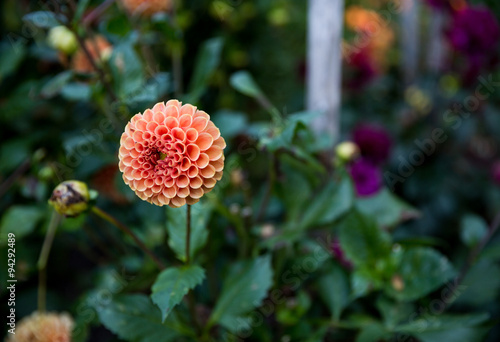 Blumen im Garten
