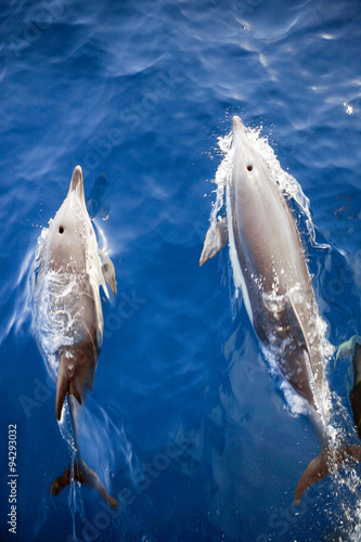 Two Dolphins From Above