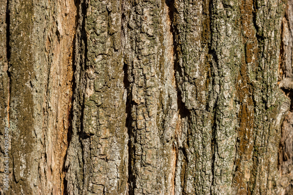 The texture of the bark. The texture of the bark.