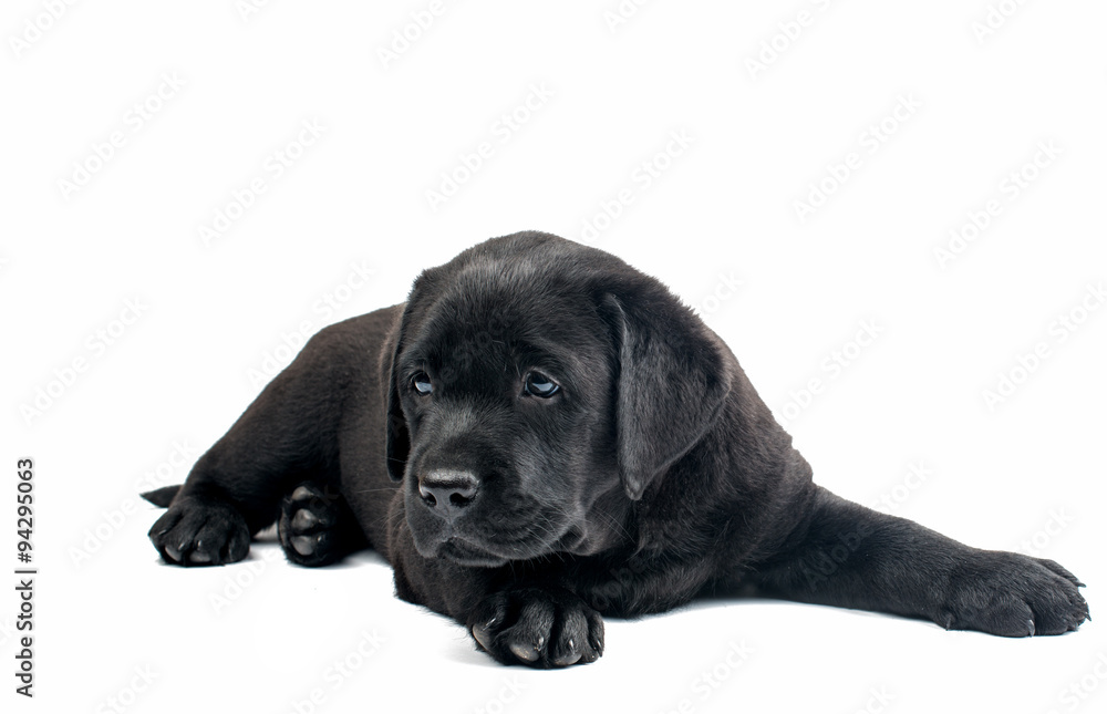 Puppy Black Labrador