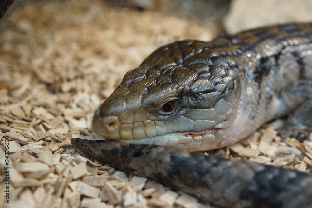 Australian Blue Tongue Skink - Tiliqua scincoides Australian Blue Tongue Skink - Tiliqua scincoides