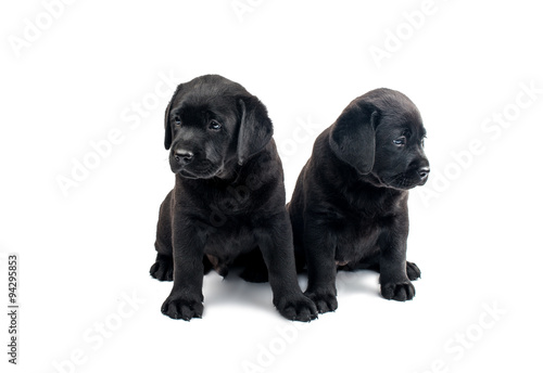 Puppy Black Labrador © ksena32