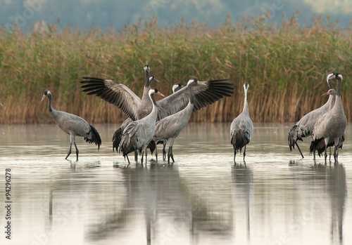 A group of cranes (Grus Grus) in the morning standing in the lake photo