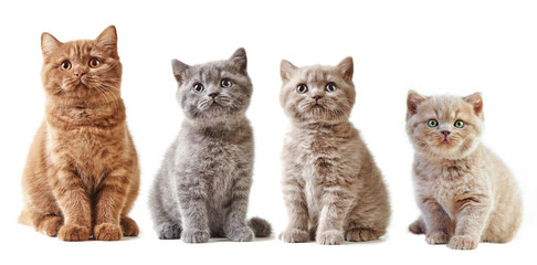 Keuken achterwand Kat Verschillende Britse kittens samen  © Mara Zemgaliete