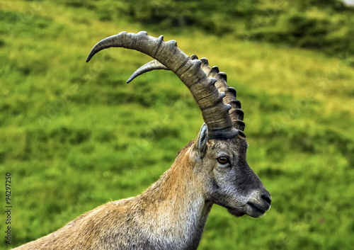 Tablou canvas Male wild alpine, capra ibex, or steinbock