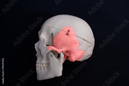 Картината върху платно Temporal Bone