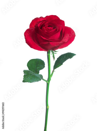 single red rose isolated background