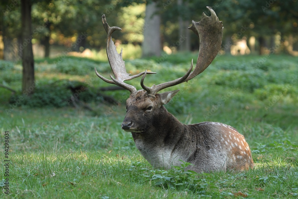 Obraz premium The Fallow Deer (Dama dama) - lying in the grass. Autumn.
