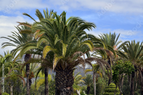 Tropical trees growing in the park in Tenerife Canary islands.