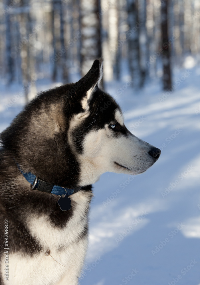 Siberian husky in the winter forest