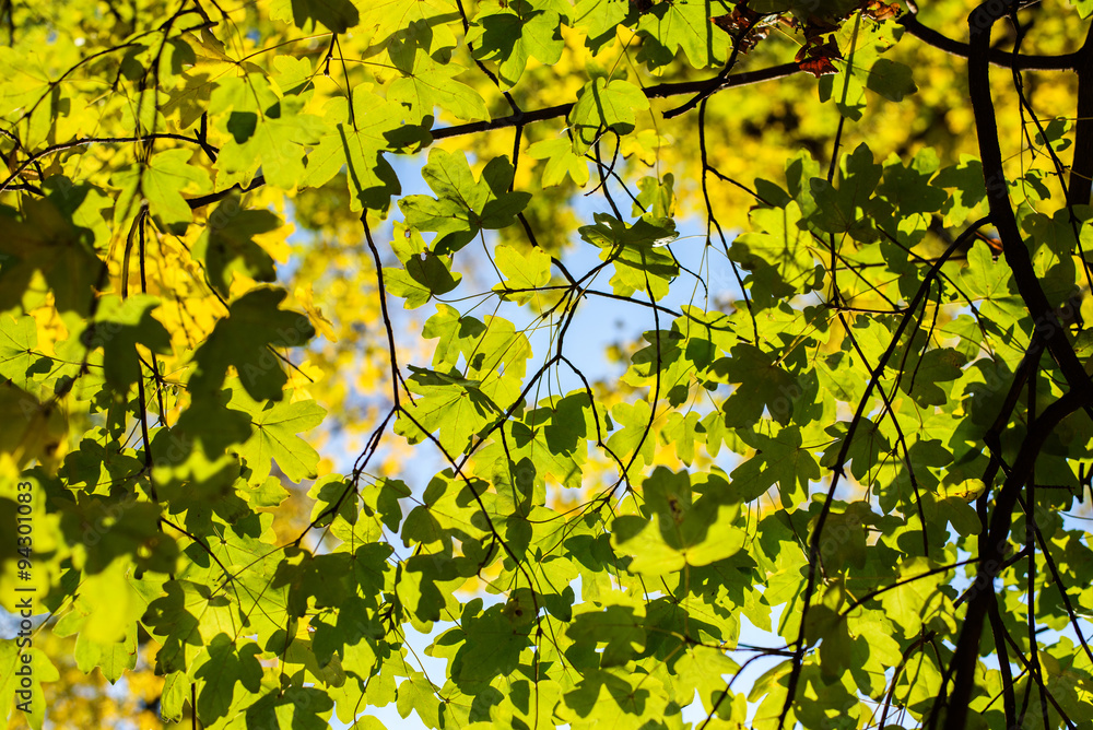 Green Leaves on Tree in Fall Green Leaves on Tree in Fall