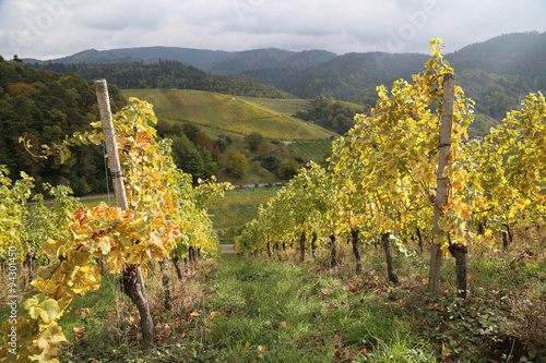 Weinberge in Baden-Baden im goldenen Herbst photo