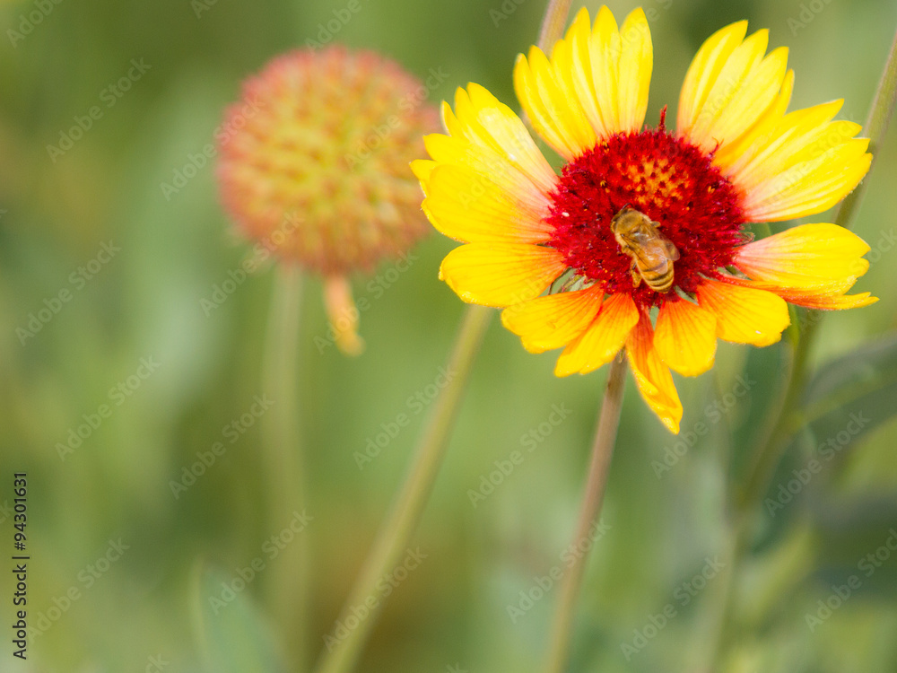 bee getting pollen bee getting pollen