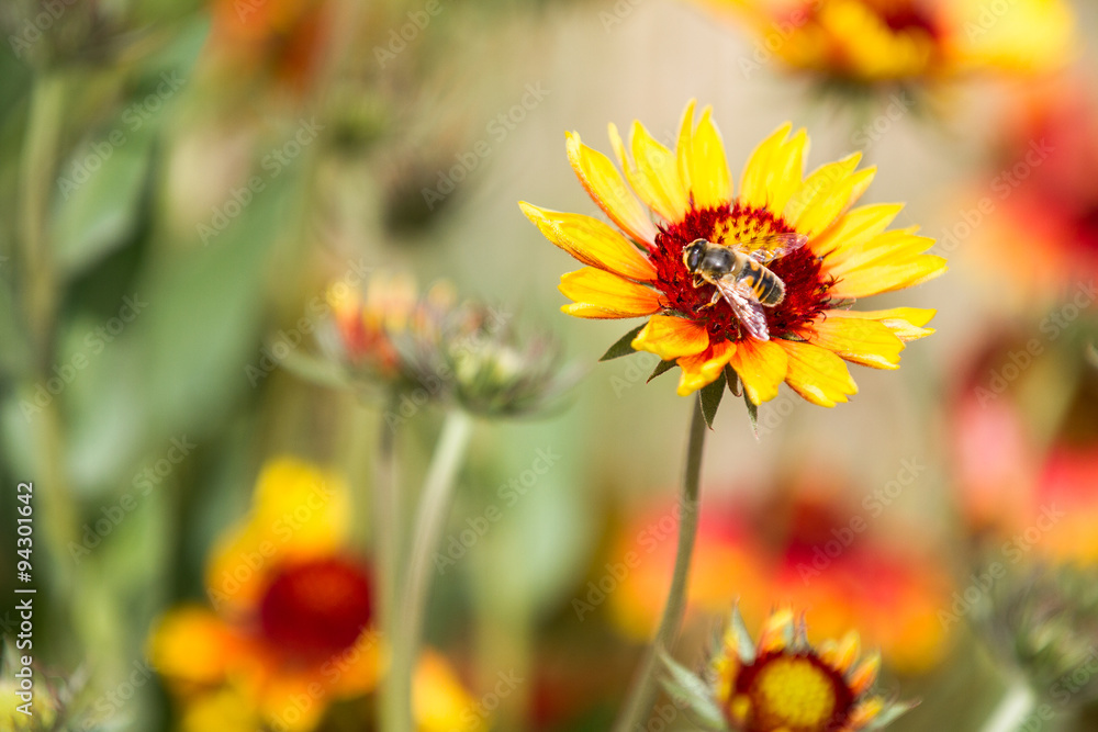Bee on a flower Bee on a flower