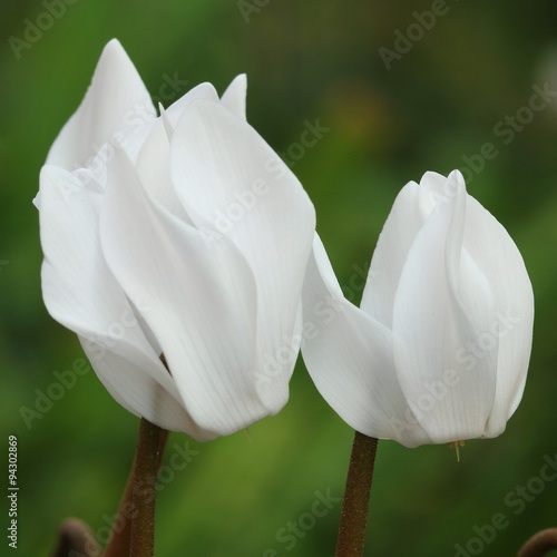 Cyclamen