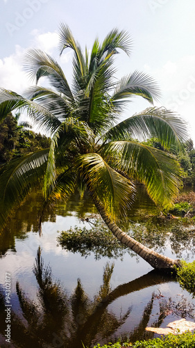 Palm tree reflection in water