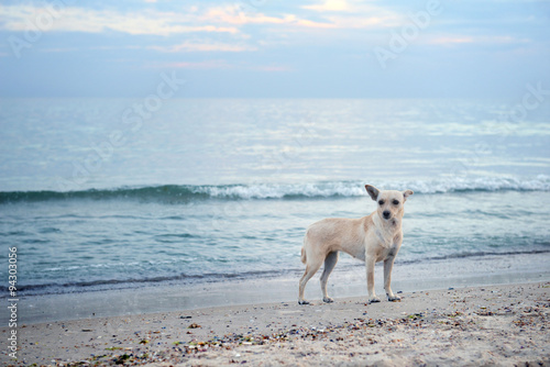 Cute dog on the beach