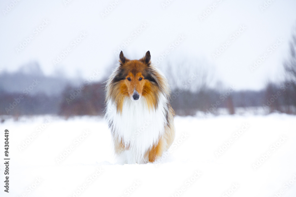 Rough Collie in winter forest