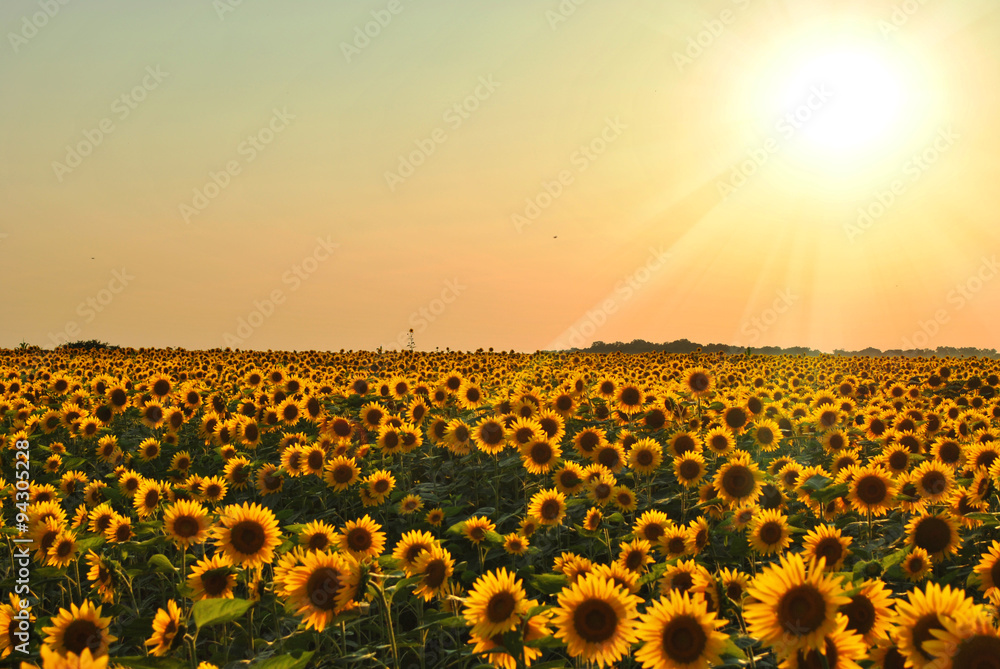 Naklejka premium Sunflower Field at Sunset